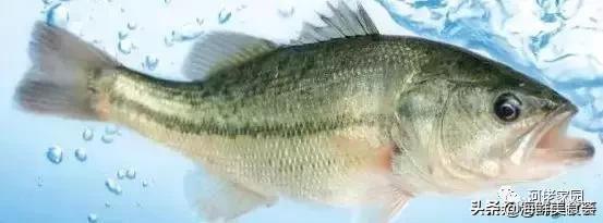 本港海鲜和外港区别 2026年本港海鲜和外港区别大吗