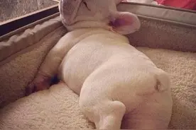 狗狗睡觉会打呼吗？会做梦吗？这些睡觉秘密你知道多少？图片