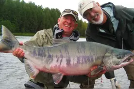 大马哈鱼之殇：我国辛苦放流70年，为何成俄罗斯刀下的“韭菜”？图片