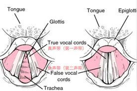 你有没有想过：猫咪呼噜声是怎么发出来的？这应该是最硬核的科普图片