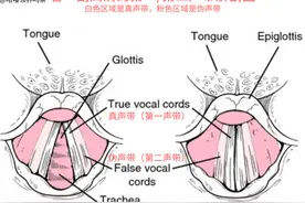 你有没有想过：猫咪呼噜声是怎么发出来的？这应该是最硬核的科普图片