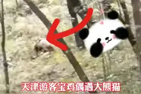 第十四届全运会吉祥物“熊熊”现身宝鸡太白县图片