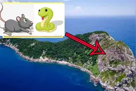 大连蛇岛疯狂“内卷”，蛇鼠大战爆发，看蛇鼠如何互相残杀？图片