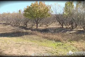 多名农户报案，七十只绵羊陆续死亡，胃里发现了毒玉米…图片