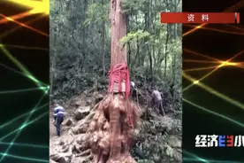 触目惊心！百年古树被砍断主根！盗伐者被判了→图片