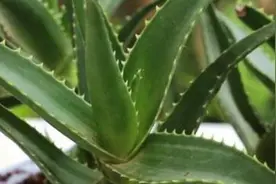芦荟烂根怎么办图片
