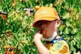 太原植物园邀您来采摘“杏福”图片