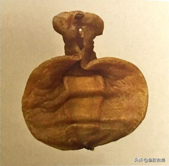 赤嘴鳘鱼胶功效作用 2026年赤嘴鳘鱼胶是什么鱼 赤嘴鳘鱼胶功效作用 2026年赤嘴鳘鱼胶是什么鱼