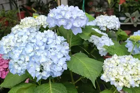 8月想修剪绣球？可以！但是要用对方法，否则明年不开花图片