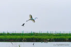 东营黄河入海口一日游，探访中国最年轻的土地，湿地风光美不胜收图片
