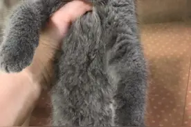 亲亲、抱抱、举高高……浙江三小伙“吸猫”上瘾，潜入宠物店盗走蓝猫宝宝图片