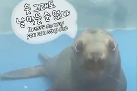 戏精海豹为了吃鱼学会了用头开门 戏真的太多了视频封面
