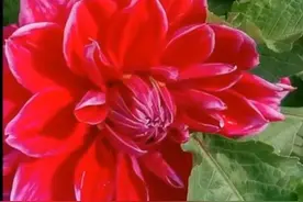 人生风雨多，善待同路人，珍惜为你撑伞的人图片