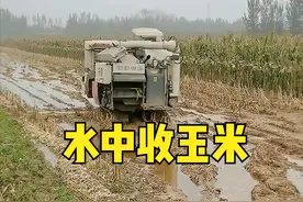 履带式收割机悄然走红，收一亩玉米300元，还要排队，发生了啥？图片