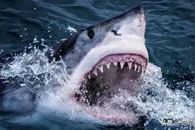 历史上最大规模的鲨鱼吃人事件，数百人被吃，发生在美国图片