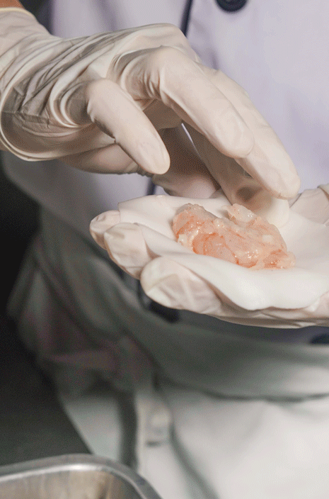 花胶er 2025年花胶儿童几岁能吃