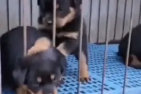 小狗的头被卡住，一旁小伙伴雪中送炭，小狗：狗间自有真情在图片