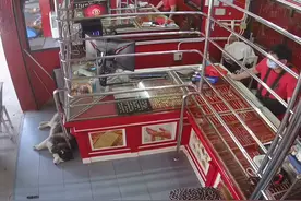 泰国金店模拟抢劫，看门二哈全程装睡，到劫匪走后才装模作样起来图片