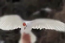《“大爱”人间处处在，》图片
