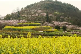 看桃花不用出湖北，黄石大冶的沼山村，堪比婺源还免费图片