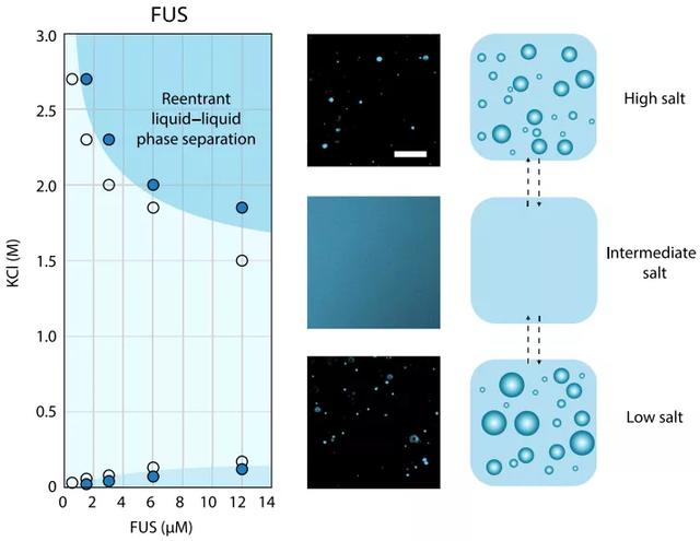 「相分离」蛋白质的重入相变依赖于疏水和非离子相互作用