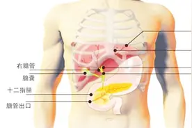 肝到底在什么位置？教你轻松识别！