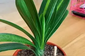 旧筷子、吸管不要扔，插到花盆土里，对植物根好处多多图片