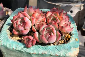 这3个品种被称为多肉中的不败神话，无论露养还是室内养，都适合图片