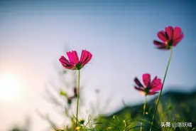 前男友大闹婚礼现场：让你房产证加上我名字，你却转身嫁给别人图片