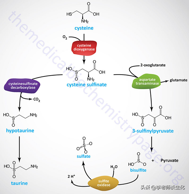 氨基酸的碳架氧化（二）