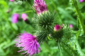 偶遇这一片野花，自然清新、朴素淡雅、如同我当年的气质图片