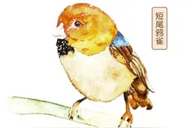 “鸦雀无声”？错！它们一直在叽叽喳喳呢图片