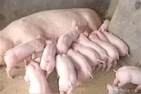目前农村养猪户养一头母猪每年能带来多少经济效益？图片