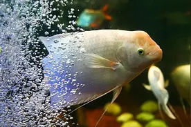 互动性最好的观赏鱼排名第7：招财鱼图片