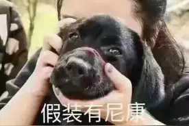 第 二 次 人 狗 大 战 全 纪 实图片