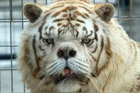 古语说“虎生三子，必有一彪”，彪是什么动物？深层含义少有人知图片