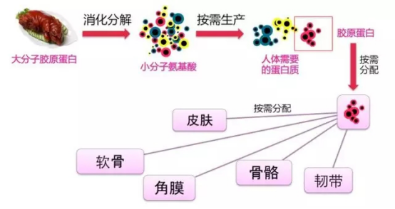 涓€璧锋潵鎻鑳跺師铔嬬櫧鐨勯獥灞€锛屽綋骞村悆鐨勮兌鍘熻泲鐧借浣犵編浜嗗悧锛? onerror=