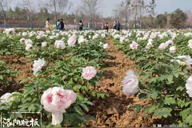 亮点纷呈！洛阳南山牡丹文化园满园芬芳、看点多多图片