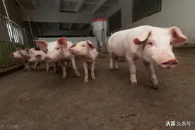 公猪的采精图片