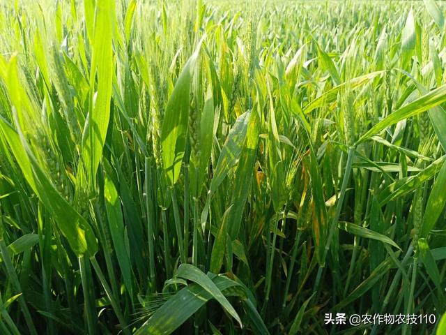 小麦赤霉病即将大爆发，防治不能马虎！
