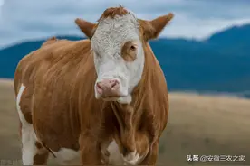 养10头牛一年能挣多少钱？多年的养殖经验，告诉你真实的答案图片