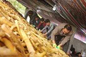 这么鲜嫩的竹笋，农信扶贫，大娄山上采笋忙图片