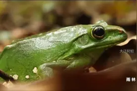 这里是海南 |《秘境寻踪》第一季推出 带你探秘雨林中的小树蛙图片