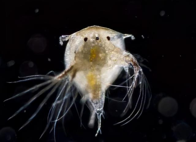 龟头里面有鸡皮疙瘩