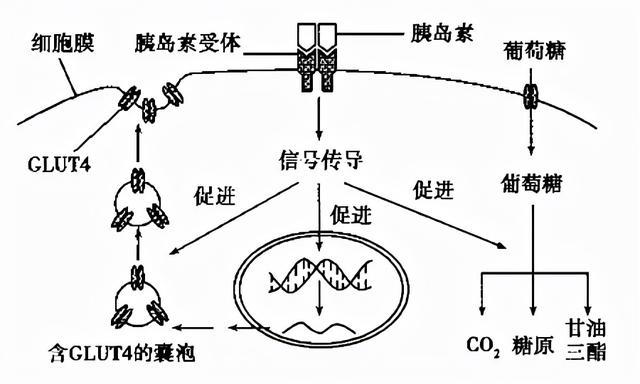 2022届高三开学摸底考试生物试卷（河北卷）