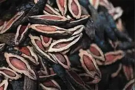 为啥吃槟榔致全身脏器衰竭？还有6种危害要警惕图片