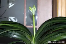 君子兰什么时候下箭最合适，又该如何下剑呢？图片