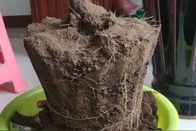 秋后叶子总发黄，扒开土检查后，原因才知道图片