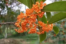 听老师们说桂花要摘花促芽，我也试试，现在一直开花不发芽图片