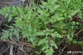 山上一种植物，叶子会长孢子，人称“海金沙”，治疗结石效果好图片